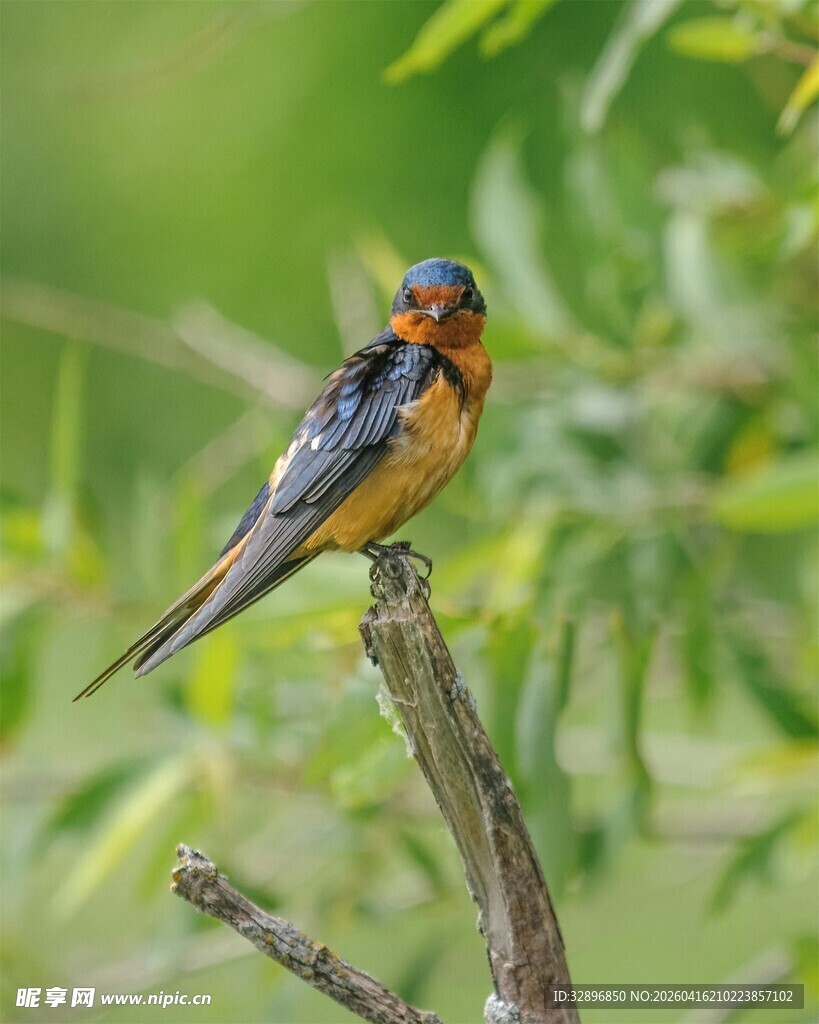 栖息枝头的多彩小鸟