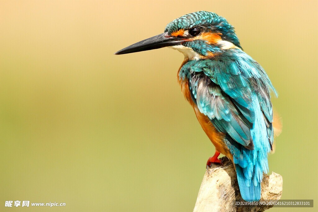 美丽翠鸟栖息于枝头