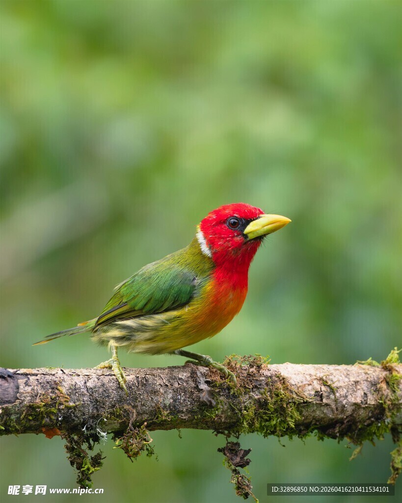 多彩小鸟栖息于树枝上