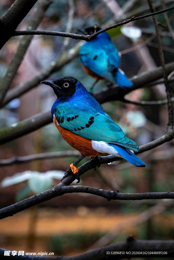 枝头双栖彩色小鸟