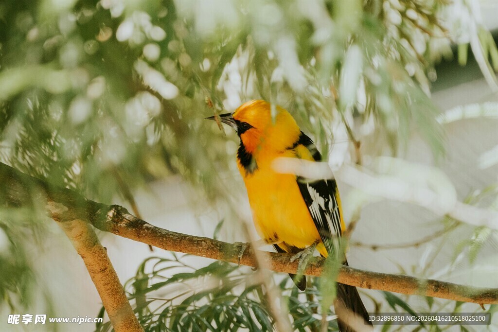 枝头黄黑相间小鸟