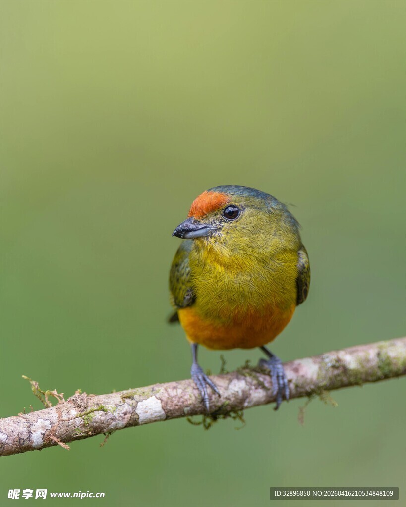 多彩小鸟栖于枝头