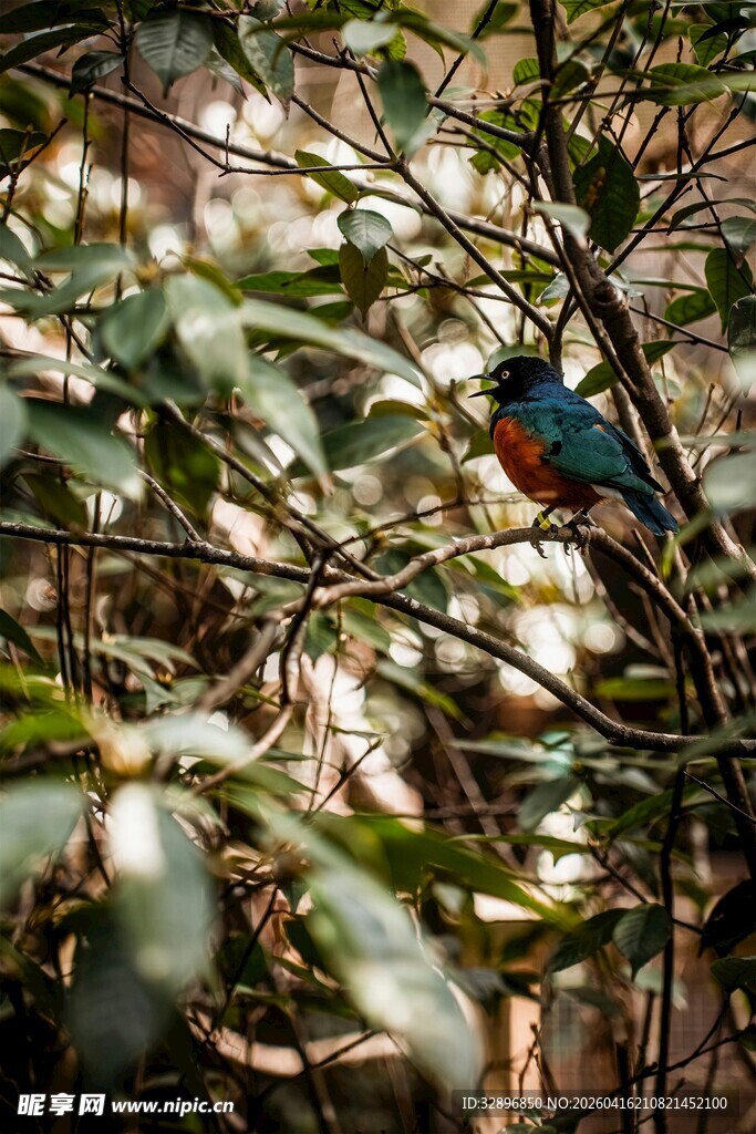 林间多彩小鸟藏身枝叶间