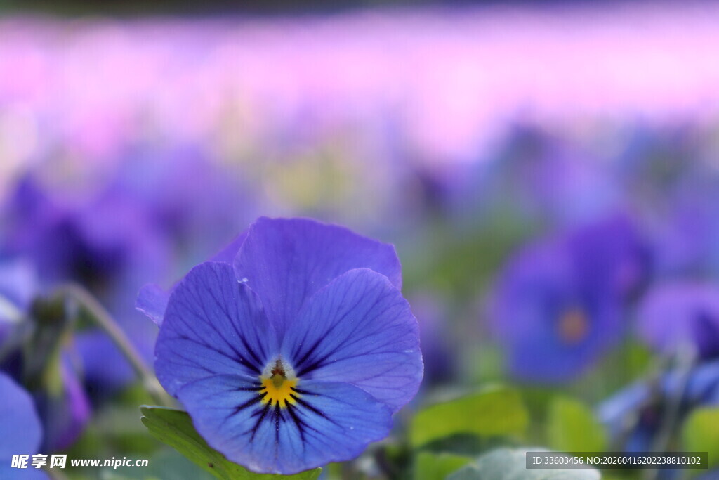 紫色三色堇花卉特写