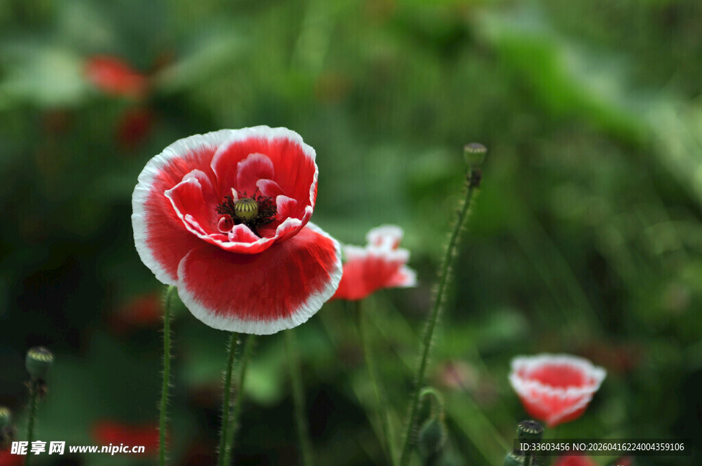 娇艳虞美人绽放于绿野