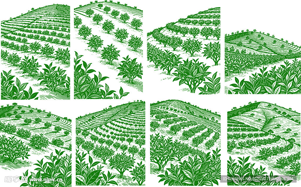 绿色茶山茶田