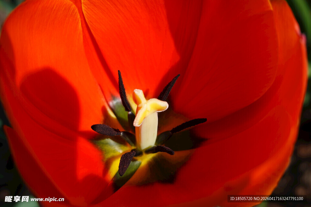 娇艳红色郁金香花蕊