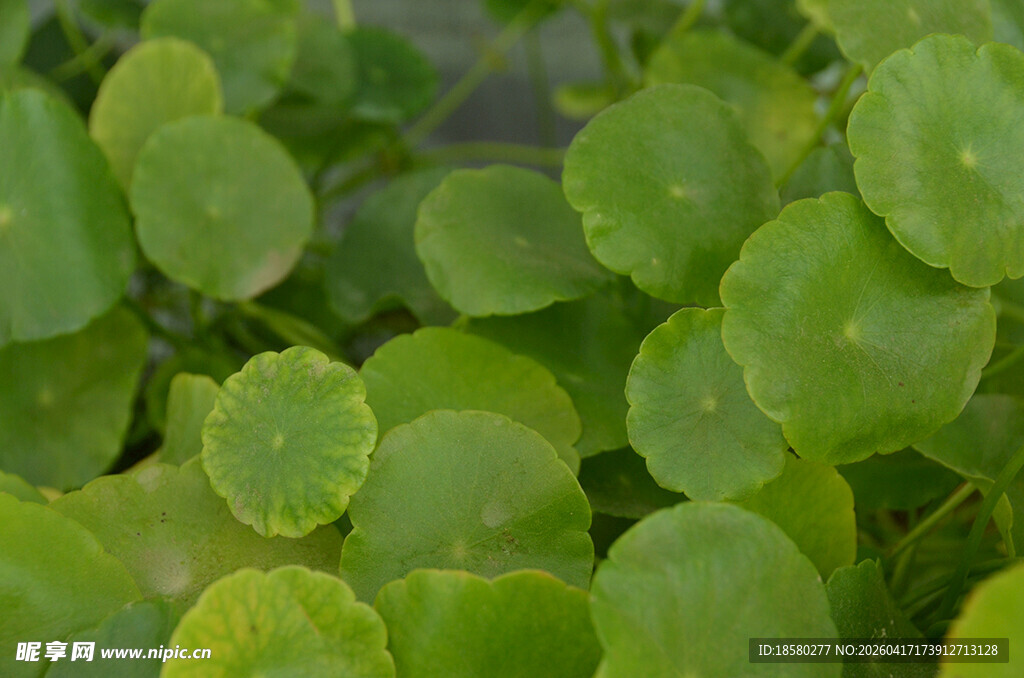 翠绿圆形叶片植物特写