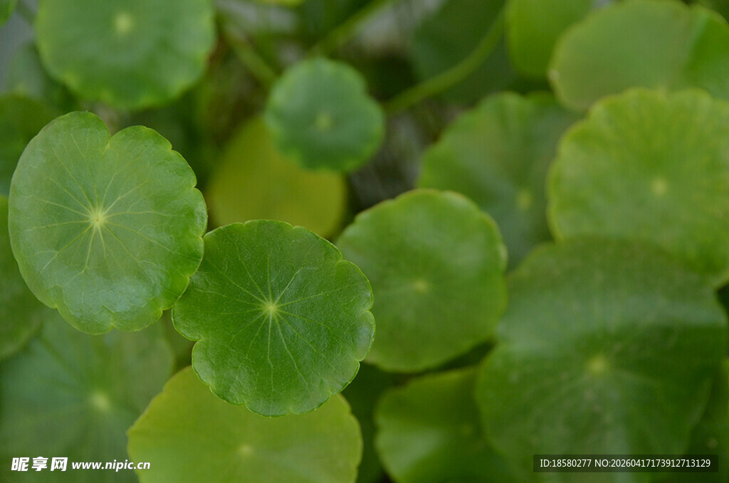 翠绿铜钱草叶片特写