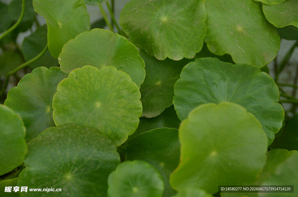 翠绿铜钱草叶片特写