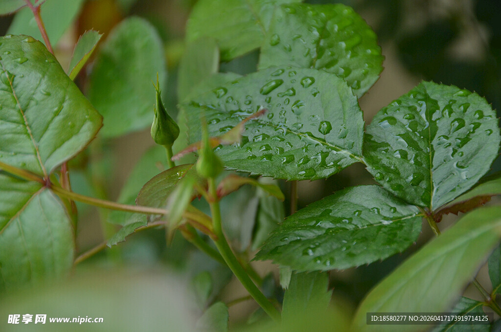 绿叶丛中的清新植物景象