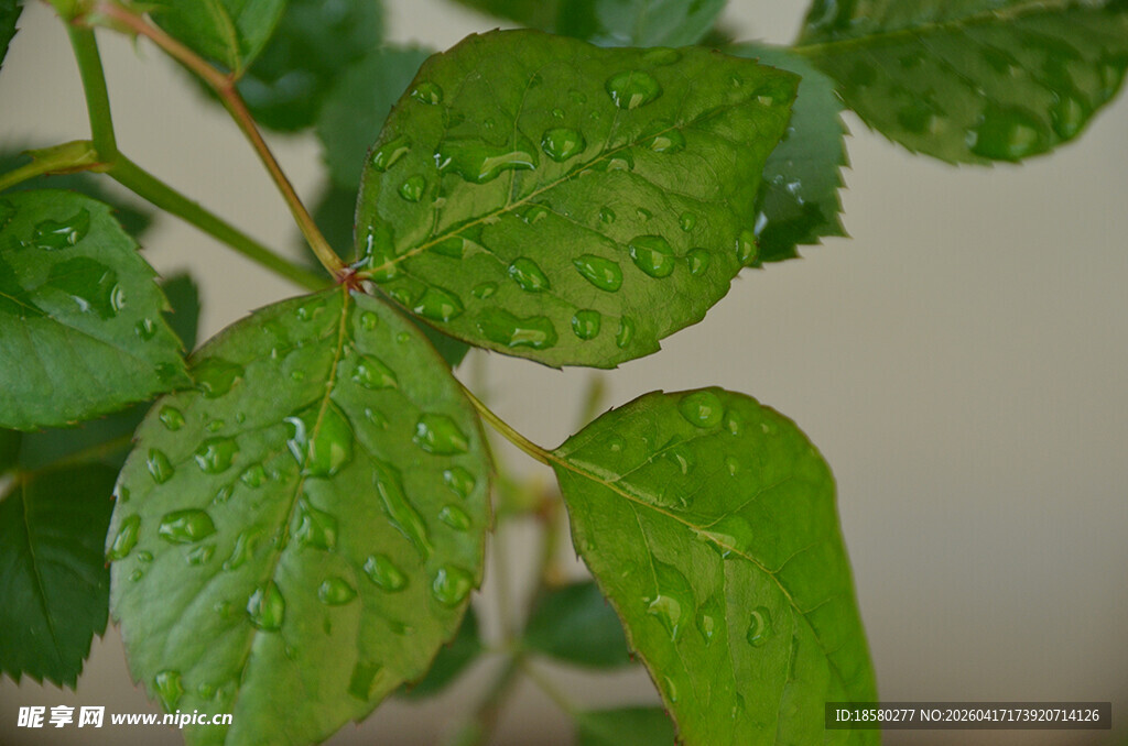 带水珠的翠绿叶片