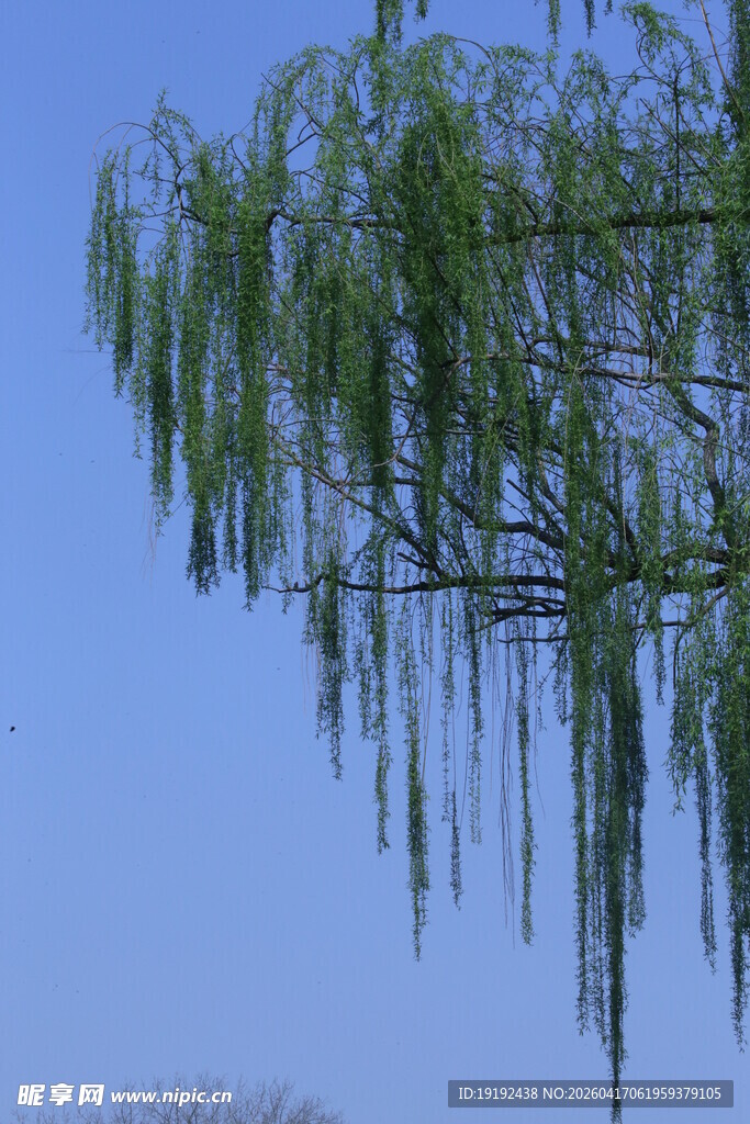 垂柳 