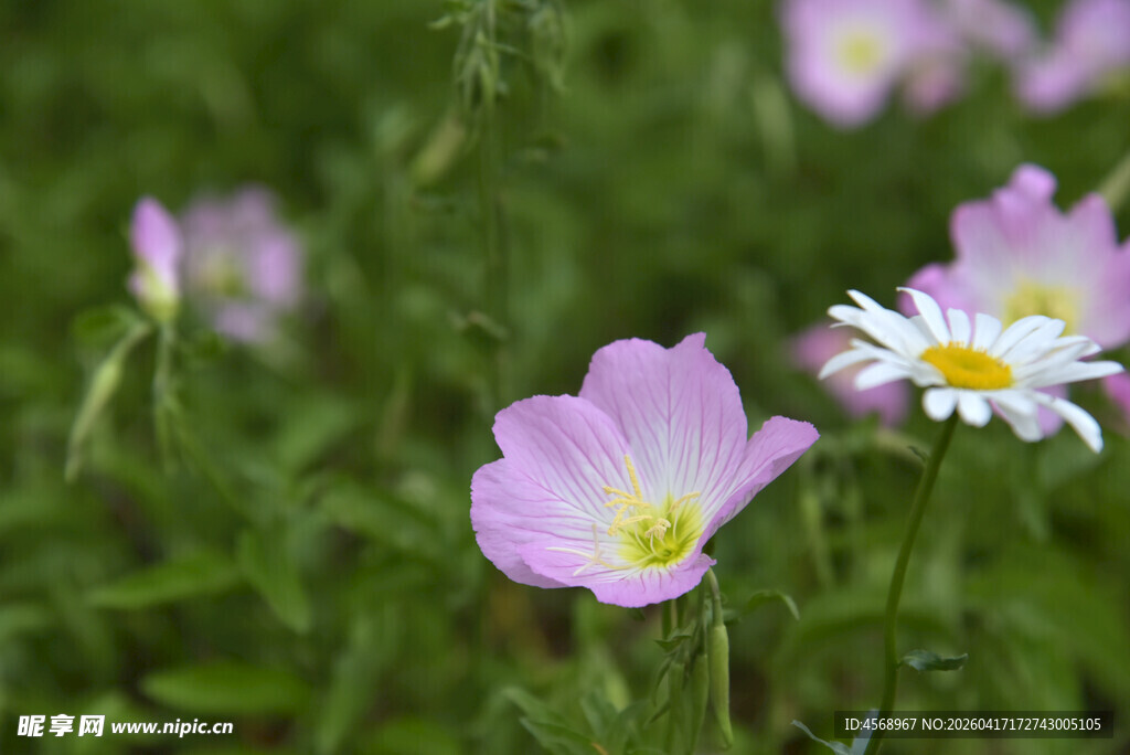 草地上的粉嫩小花