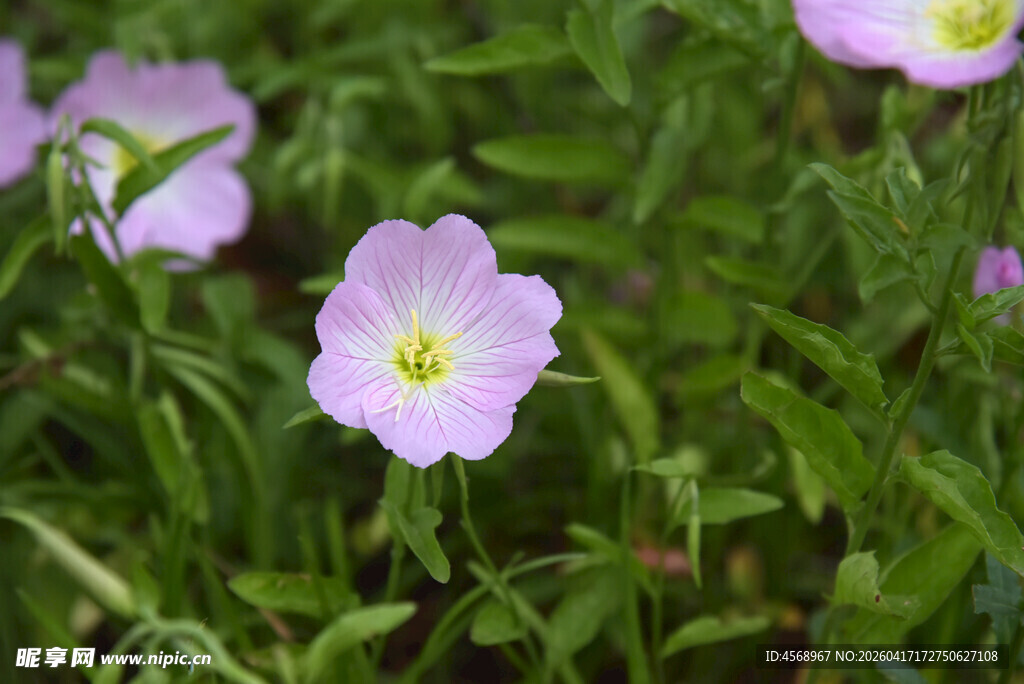 粉色月见草绽放于绿野
