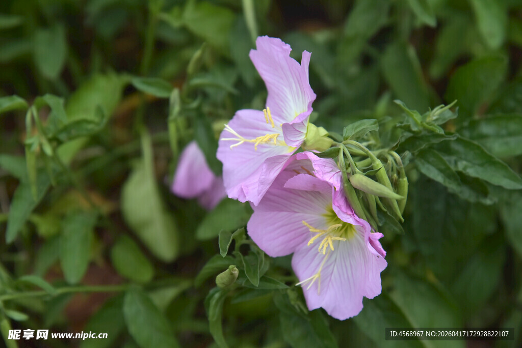 娇艳粉色野花绽放