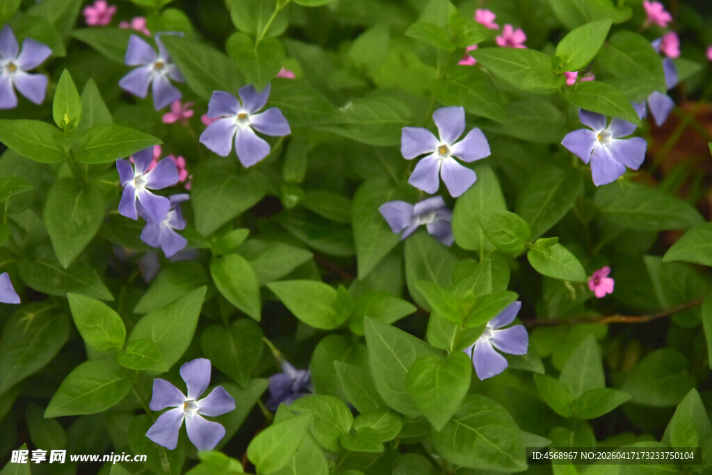 蓝花绿叶间的美丽景致