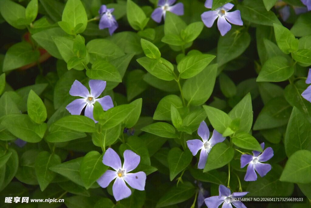 紫色小花点缀绿叶间