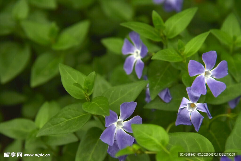 紫花绿叶清新植物景象