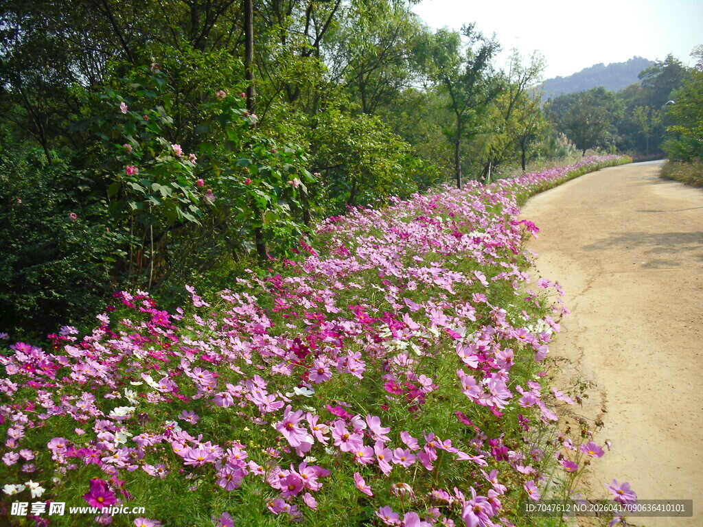 波斯菊乡间花径