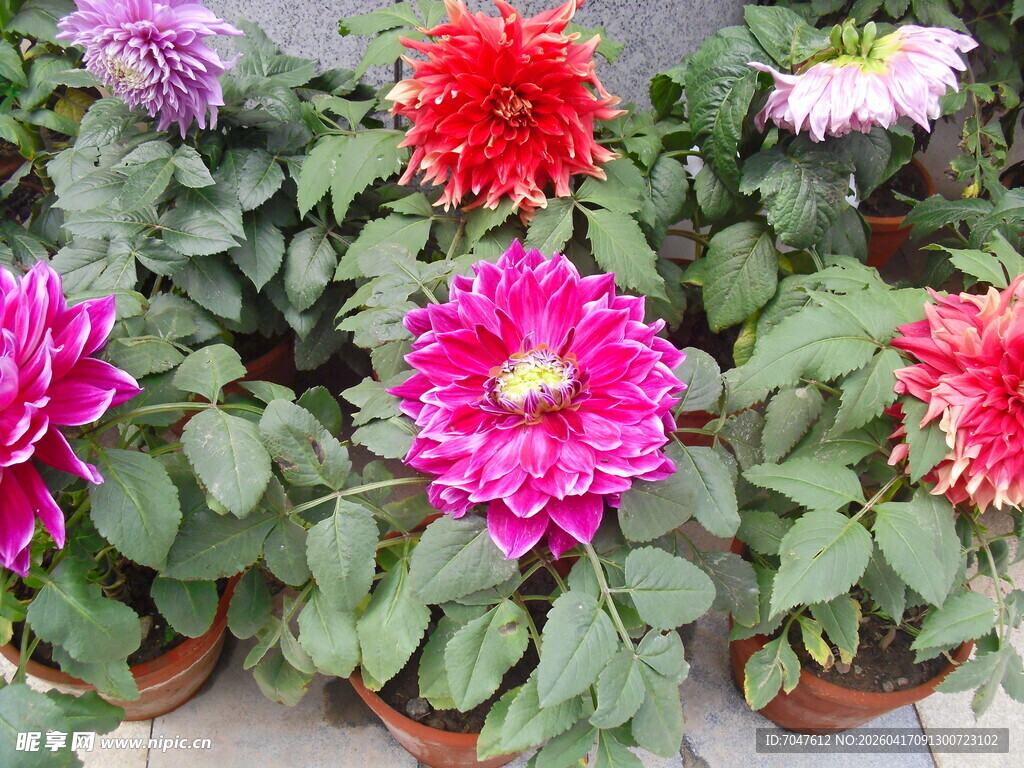 多彩大丽花盆栽