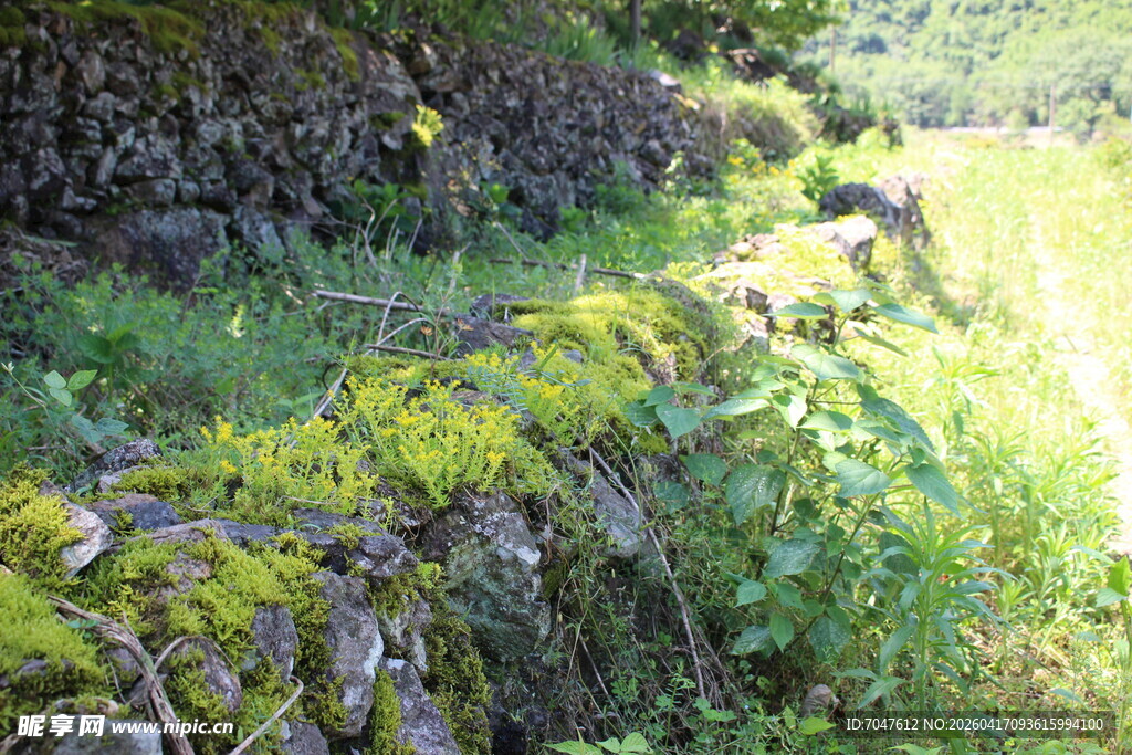 石墙旁的绿意盎然