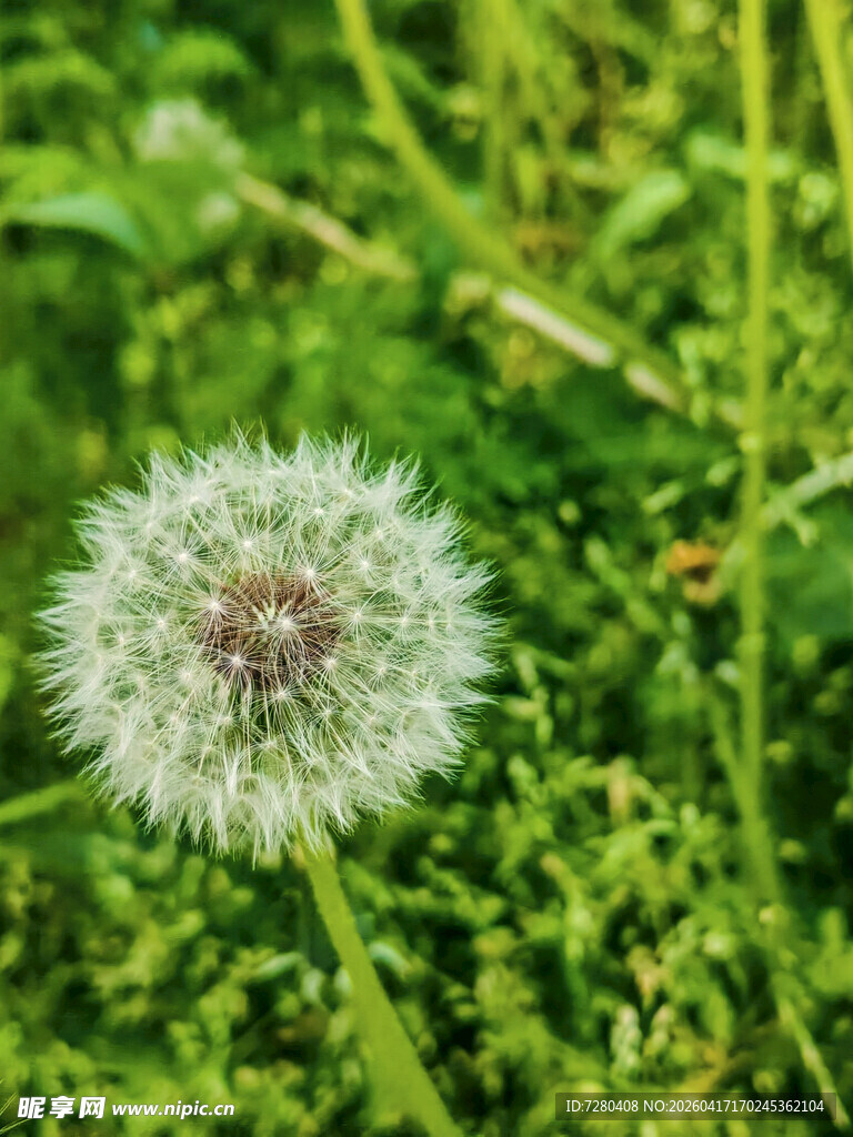 草地上的蒲公英