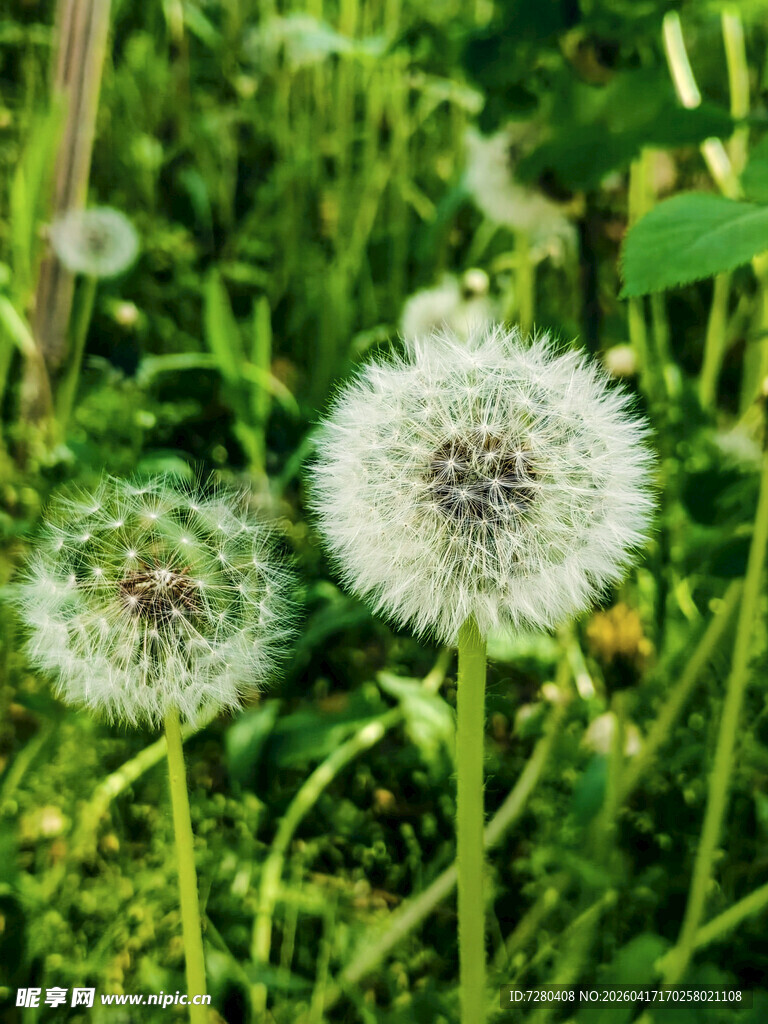 田野中的蒲公英绽放