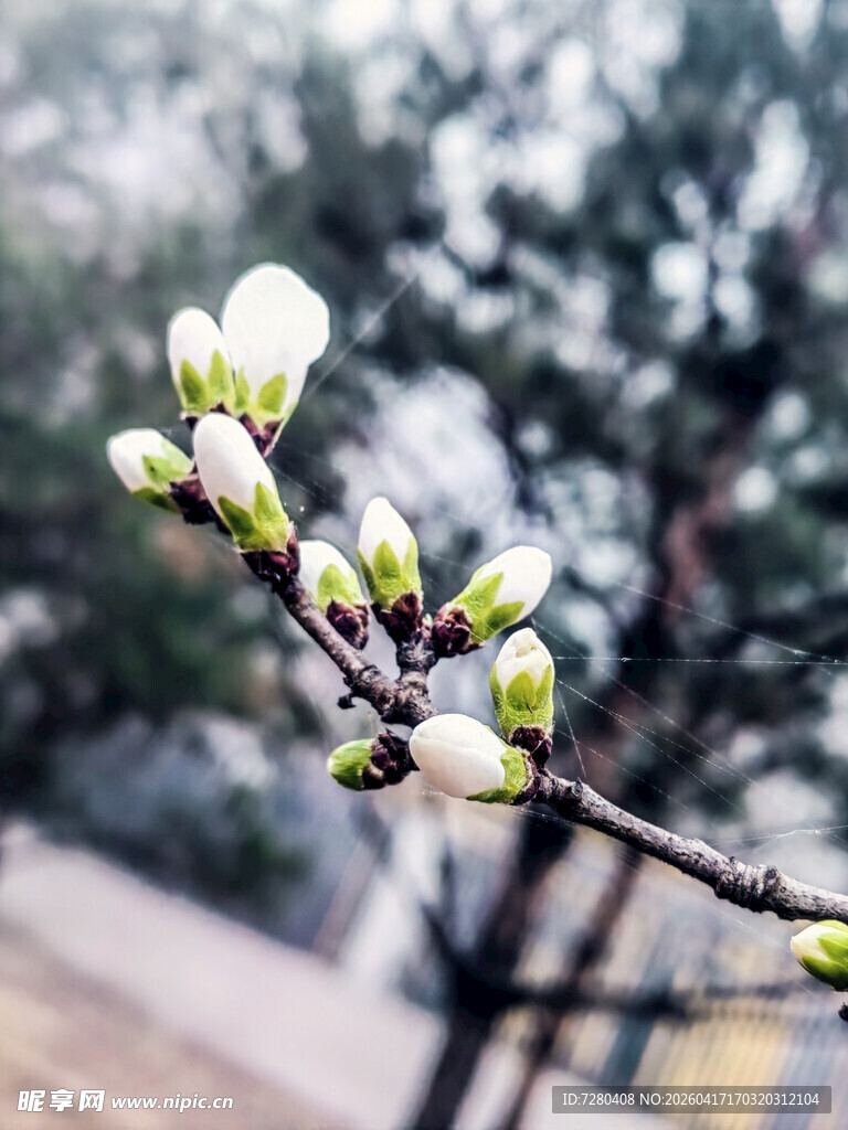 枝头绽放的洁白春花