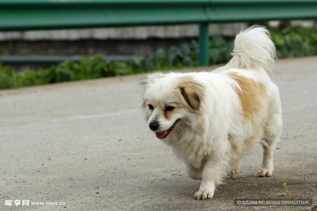小狗 漫步