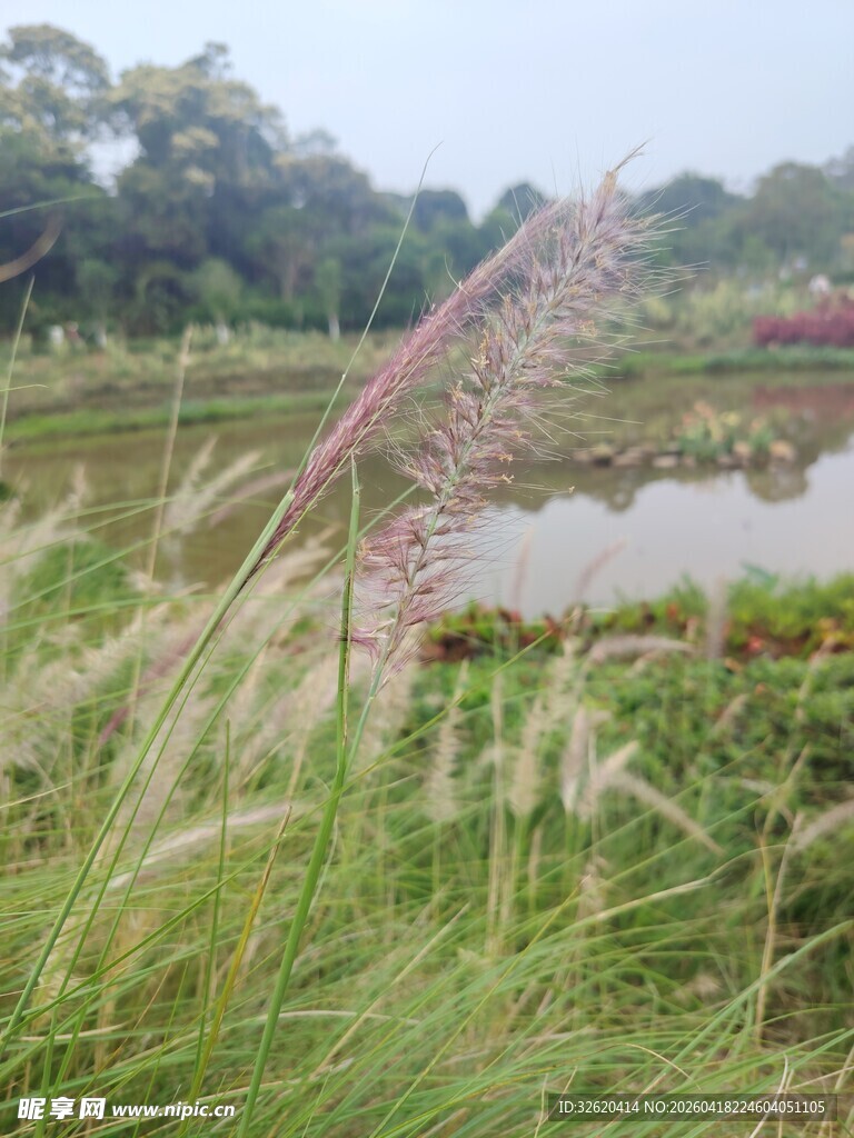 湖畔摇曳的美丽粉黛乱子草