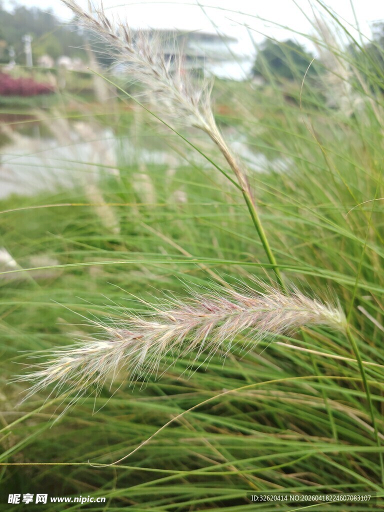 湖畔摇曳的翠绿狗尾草