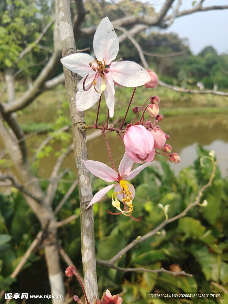 枝头绽放的美丽粉色花朵