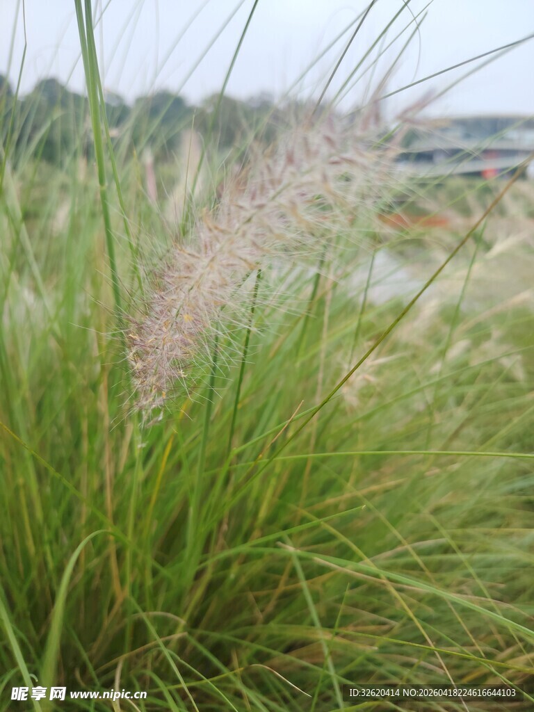 田野中的粉白羽状草