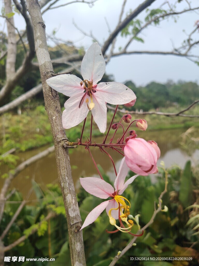 枝头绽放的美丽粉色花朵