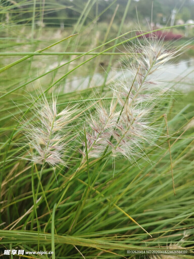 田野中的白色蒲苇