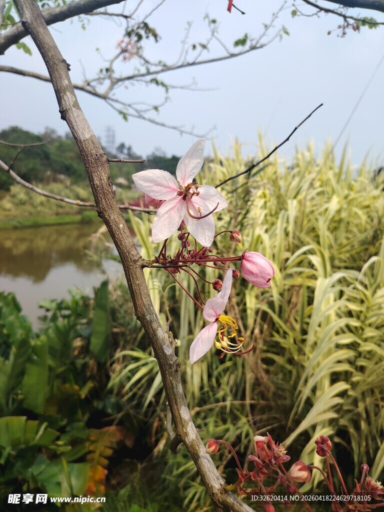 湖畔绽放的娇艳粉色花朵