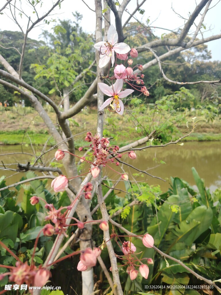 枝头绽放的粉嫩春日花朵