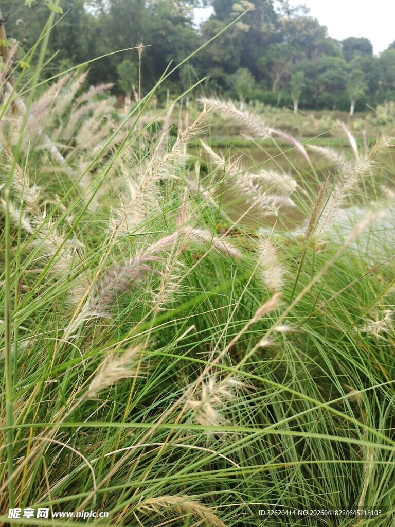 风中摇曳的美丽狗尾草