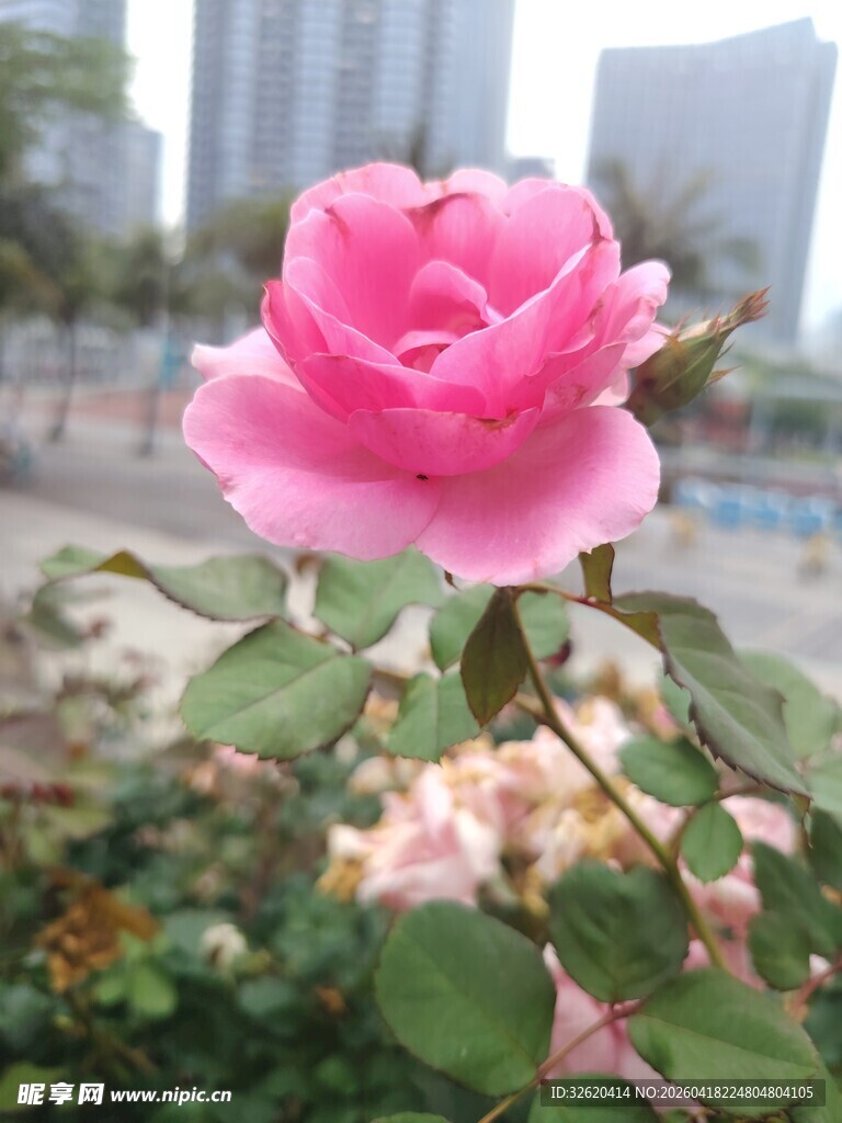 娇艳粉色玫瑰绽放城市边