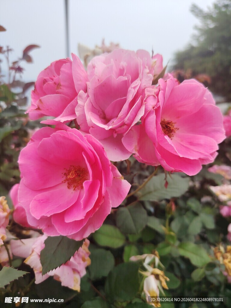 娇艳粉色月季花绽放