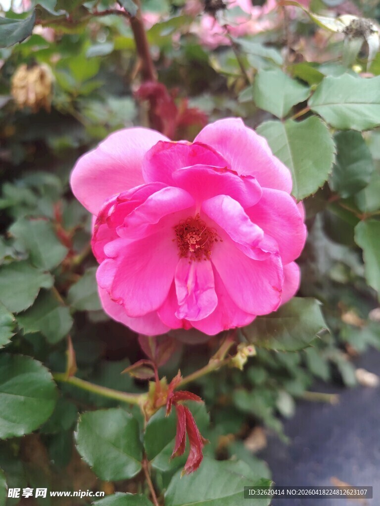 娇艳粉色蔷薇花