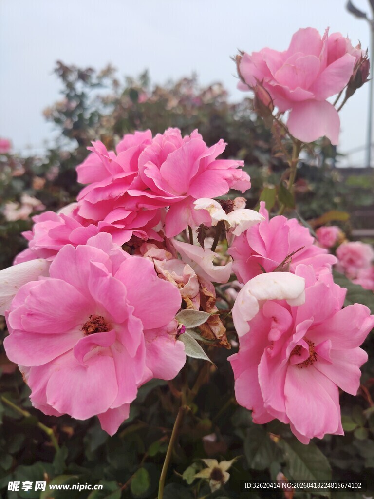 娇艳粉色月季花绽放