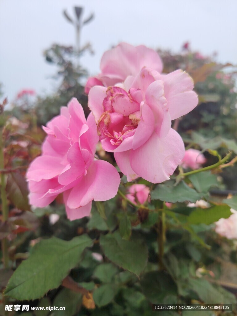 娇艳粉色月季花绽放