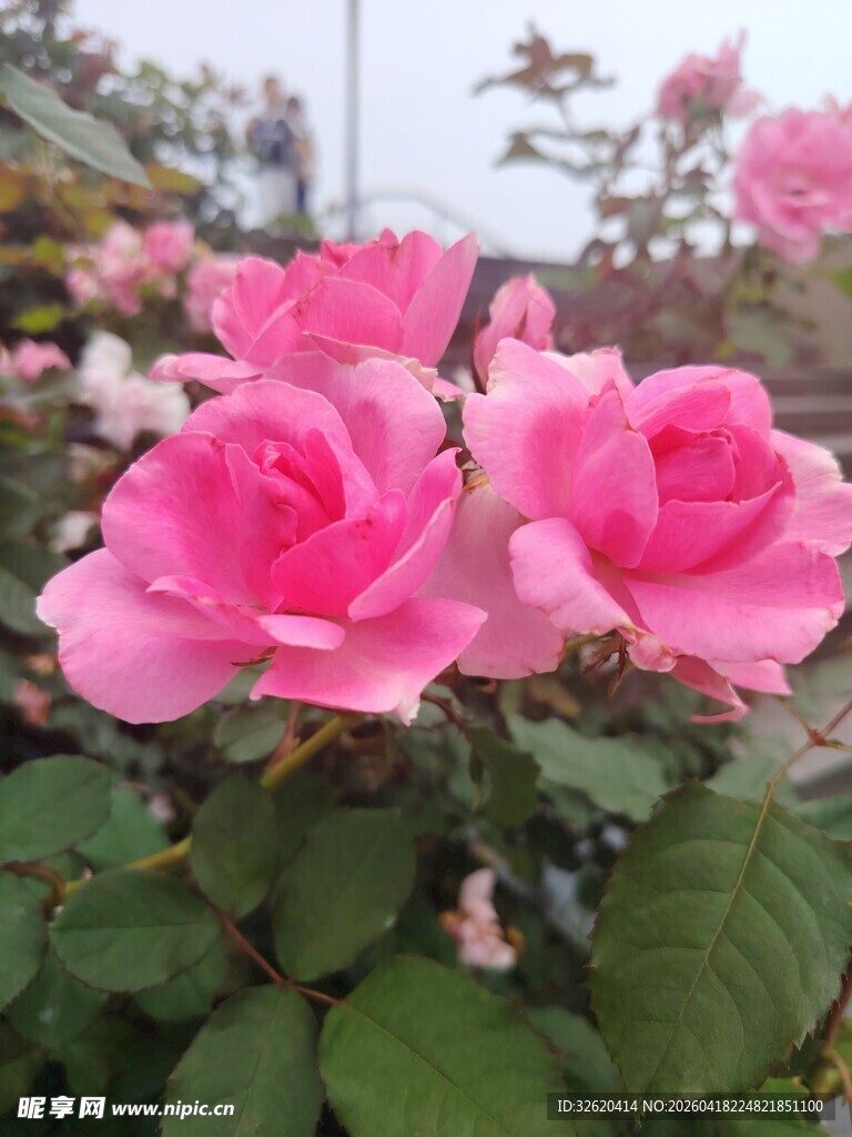 娇艳粉色玫瑰绽放