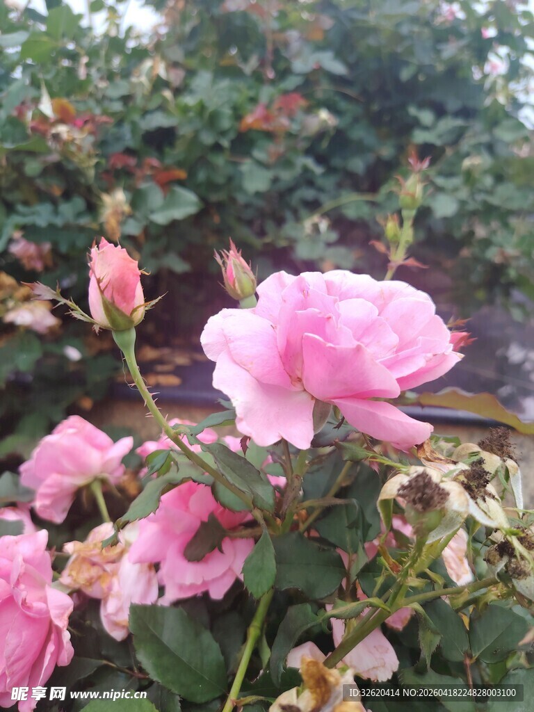 娇艳粉色月季花绽放