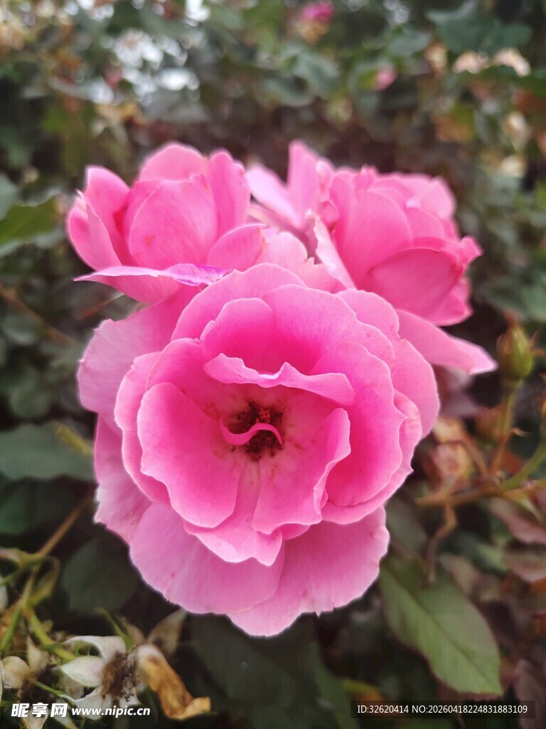 娇艳粉色月季花绽放