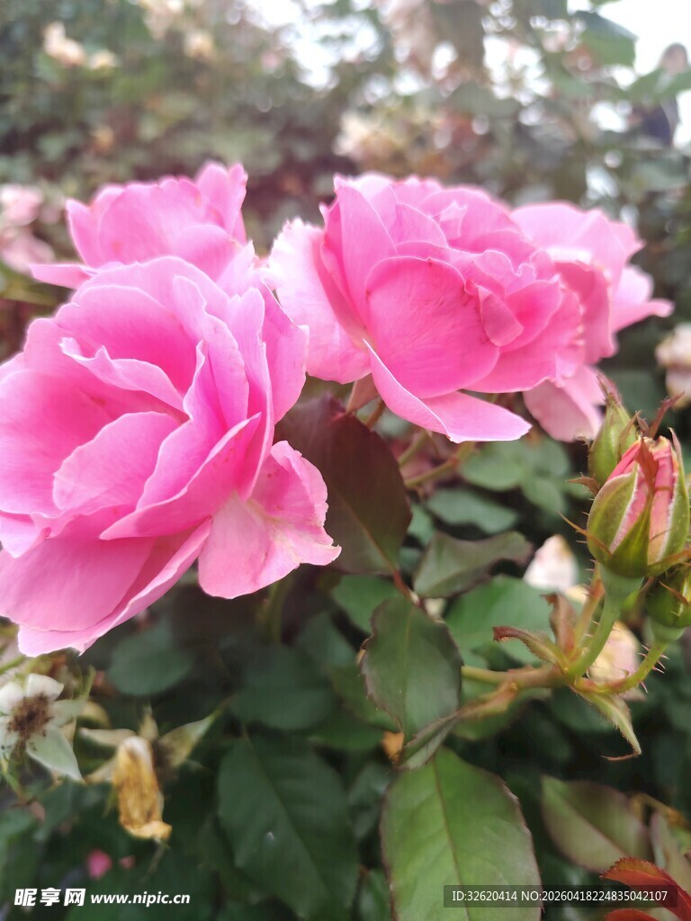 娇艳绽放的粉色月季花