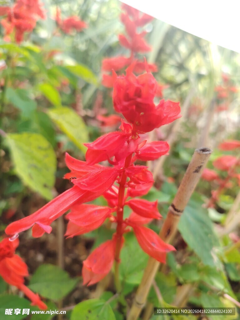 鲜艳红花朵绽放绿叶间