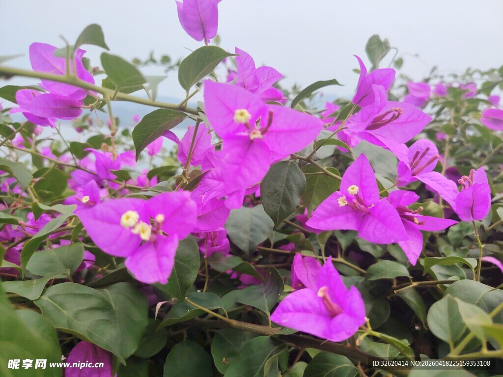 绽放的紫色三角梅